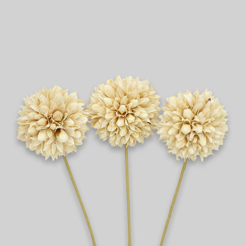 Set de Flores Craspedia